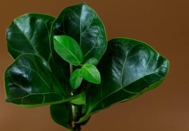 Fiddle Leaf Fig 'in yeşil yaprağını kapat. Kapalı alanda bahçe işleri, ev bitkileri bakımı.