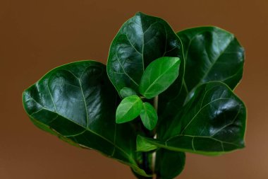 Fiddle Leaf Fig 'in yeşil yaprağını kapat. Kapalı alanda bahçe işleri, ev bitkileri bakımı.