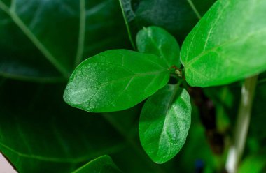 Fiddle Leaf Fig 'in yeşil yaprağını kapat. Kapalı alanda bahçe işleri, ev bitkileri bakımı.
