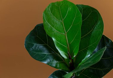 Fiddle Leaf Fig 'in yeşil yaprağını kahverengi arka planda kapatın. Kapalı alanda bahçe işleri, ev bitkileri bakımı.