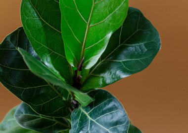 Fiddle Leaf Fig 'in yeşil yaprağını kahverengi arka planda kapatın. Kapalı alanda bahçe işleri, ev bitkileri bakımı.