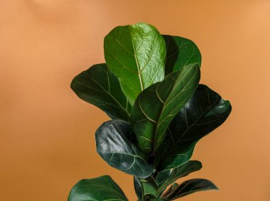 Fiddle Leaf Fig 'in yeşil yaprağını kahverengi arka planda kapatın. Kapalı alanda bahçe işleri, ev bitkileri bakımı.