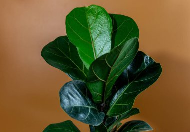 Fiddle Leaf Fig 'in yeşil yaprağını kahverengi arka planda kapatın. Kapalı alanda bahçe işleri, ev bitkileri bakımı.