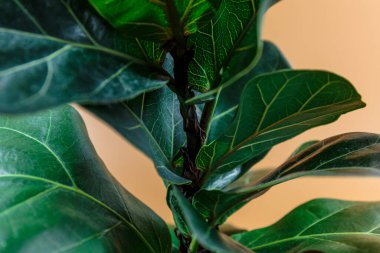 Fiddle Leaf Fig 'in yeşil yapraklarını kapatın. Kapalı alanda bahçe işleri, ev bitkileri bakımı.