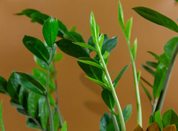 Close up leaves of Zamioculcas zamiifolia in a pot on brown background. Indoor gardening, houseplant care