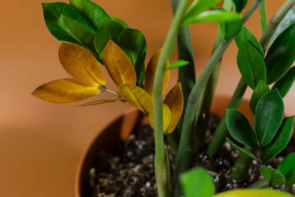 Tenceredeki güzel tropikal bitkileri kapatın. 