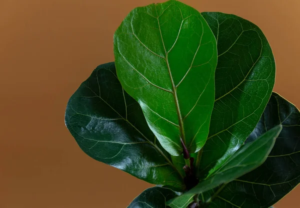 Fiddle Leaf Fig 'in yeşil yaprağını kahverengi arka planda kapatın. Kapalı alanda bahçe işleri, ev bitkileri bakımı.