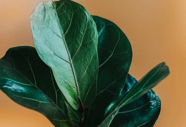 Fiddle Leaf Fig 'in yeşil yaprağını kahverengi arka planda kapatın. Kapalı alanda bahçe işleri, ev bitkileri bakımı.
