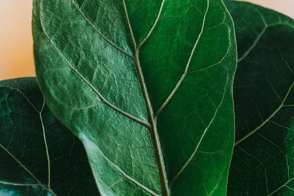 Fiddle Leaf Fig 'in yeşil yapraklarını kapatın. Kapalı alanda bahçe işleri, ev bitkileri bakımı.