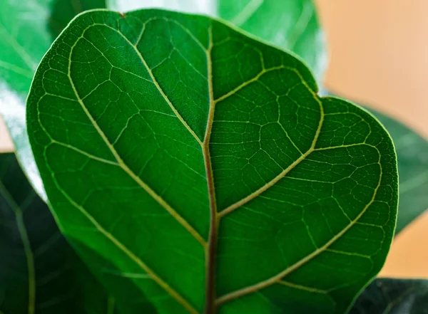 Fiddle Leaf Fig 'in yeşil yapraklarını kapatın. Kapalı alanda bahçe işleri, ev bitkileri bakımı.