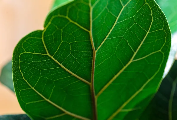 Fiddle Leaf Fig 'in yeşil yapraklarını kapatın. Kapalı alanda bahçe işleri, ev bitkileri bakımı.