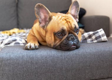 Kanepede yatan Fransız bulldog.