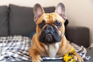 Fransız bulldog köpeği bir odada kanepede yatıyor.