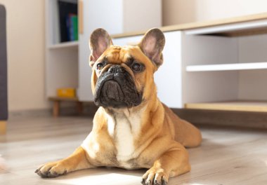 Fransız buldog yavrusu güneşli bir günde evde yerde yatıyor.