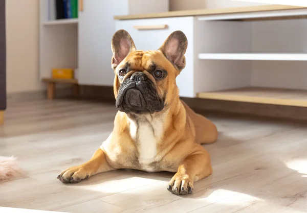 french bulldog on the floor at home