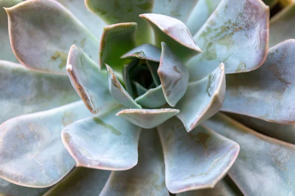 Cierre Cactus Planta Suculenta Verde Maceta Hormigón Geométrico Moderno Casa — Foto de Stock