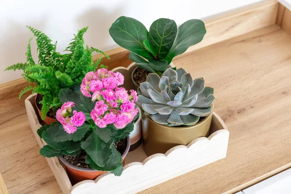 Pot Rumah Tanaman Baki Kayu Rak Succulent Nephrolepis Kalanchoe Ficus — Stok Foto