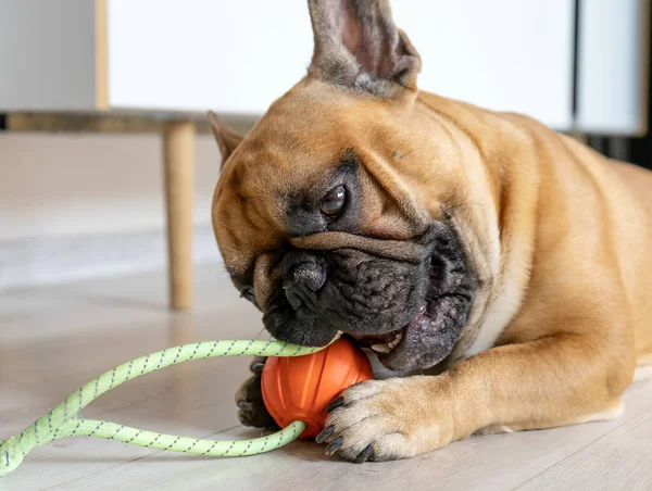 French bulldog puppy playing with orange toy on the floor.