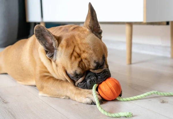 French bulldog puppy playing with orange toy on the floor.
