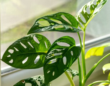 Kıvırcık yeşil yapraklı koca bir maymun pencerenin yanında duruyor. Ev bitkileri, kapalı bahçe, şehir ormanları..