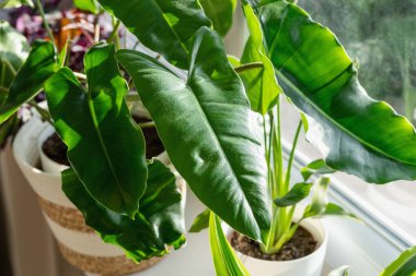 Büyük filodendron Burle Marx kıvırcık yeşil yapraklı bej sepetli pencerenin yanında duruyor. Ev bitkileri, kapalı bahçe, şehir ormanları..