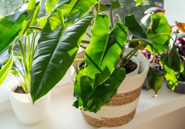 Büyük filodendron Burle Marx kıvırcık yeşil yapraklı bej sepetli pencerenin yanında duruyor. Ev bitkileri, kapalı bahçe, şehir ormanları..