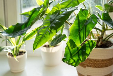 Büyük filodendron Burle Marx kıvırcık yeşil yapraklı bej sepetli pencerenin yanında duruyor. Ev bitkileri, kapalı bahçe, şehir ormanları..