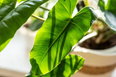 Büyük filodendron Burle Marx kıvırcık yeşil yapraklı bej sepetli pencerenin yanında duruyor. Ev bitkileri, kapalı bahçe, şehir ormanları..