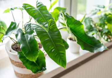 Büyük filodendron Burle Marx kıvırcık yeşil yapraklı bej sepetli pencerenin yanında duruyor. Ev bitkileri, kapalı bahçe, şehir ormanları..