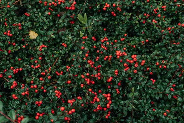 Arbusto Cotoneaster Com Muitas Bagas Vermelhas Ramos Fundo Outonal — Fotografia de Stock
