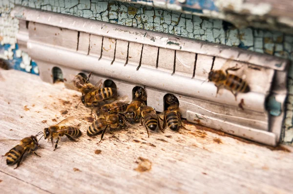 Bees around a hive Stock Image