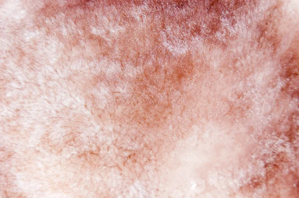 ピンクの毛皮 — ストック写真