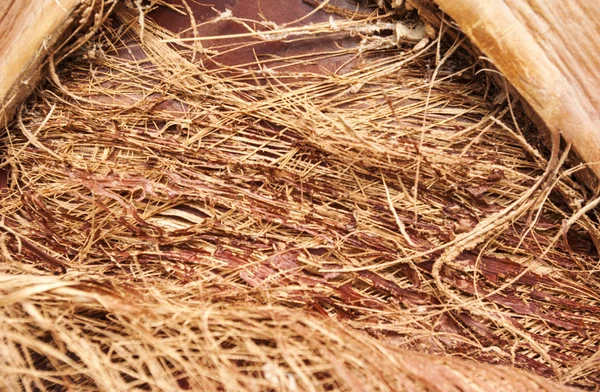 Wood texture of tree bark — Stock Photo, Image