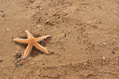 Sahilde denizyıldızı