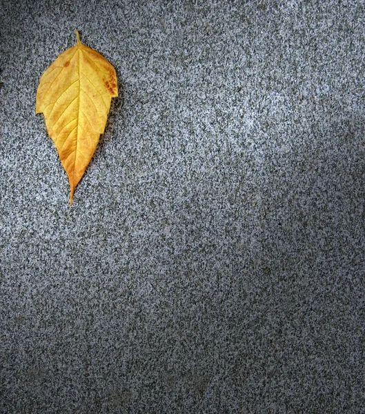 아스팔트에 잎 — 스톡 사진