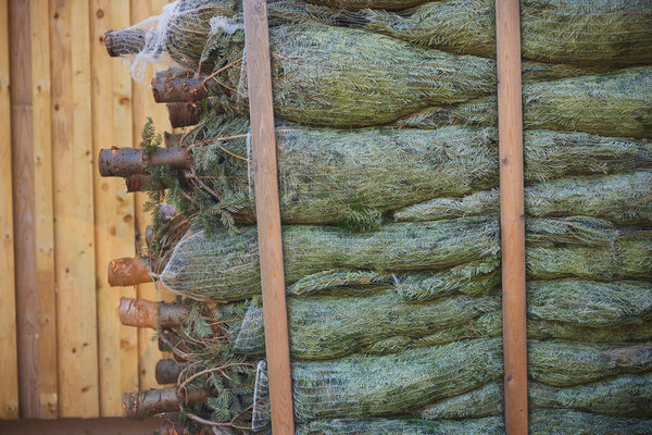 Stack Of Christmas Trees Cut And In Nets Ready To Be Sold