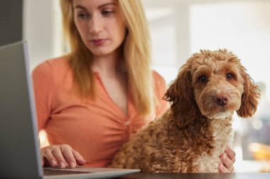 Evcil Cockapoo Köpeği Araştırma Sigortası Olan Kadın Evdeki Laptopta