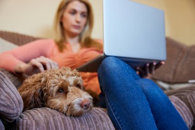 Evcil Cockapoo köpeği olan kadın evinde dizüstü bilgisayarla koltukta dinleniyor.