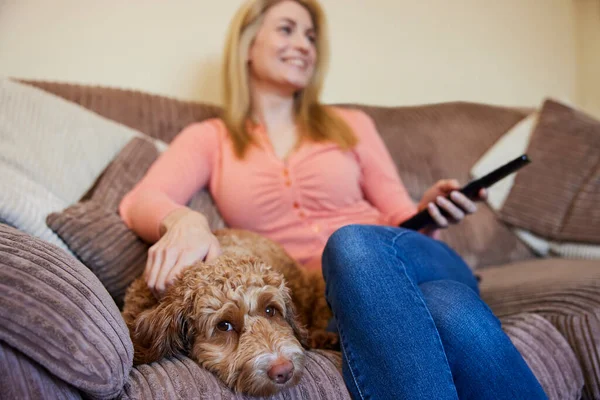 Evcil Cockapoo Köpekli Kadın Evde TV izlerken koltukta dinleniyor