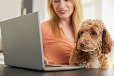 Evcil Cockapoo Köpeği Araştırma Sigortası Olan Kadın Evdeki Laptopta