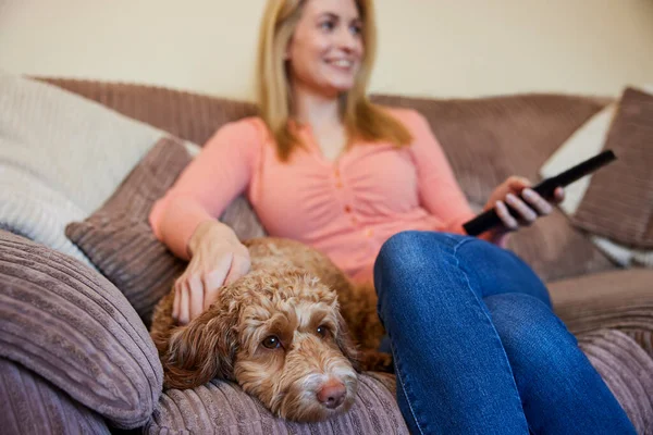 Evcil Cockapoo Köpekli Kadın Evde TV izlerken koltukta dinleniyor