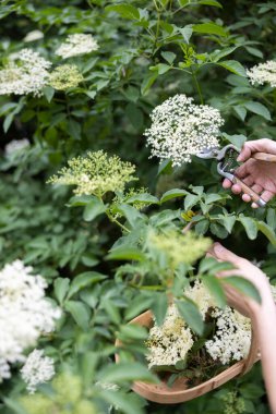 Çalı çırpı arayan ve çalılıklardaki yabani mürver çiçeğini kesen ve sepetin içine koyan kadına yakın çekim