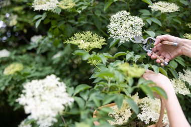 Çalı çırpı arayan ve çalılıklardaki yabani mürver çiçeğini kesen ve sepetin içine koyan kadına yakın çekim