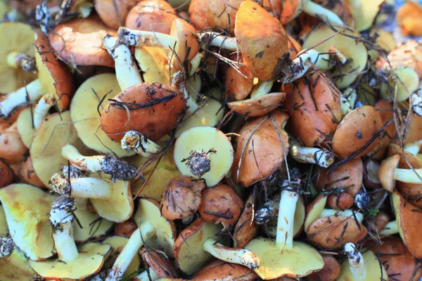 Boletus. – stockfoto