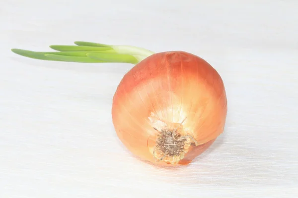 Zwiebelkeime. — Stockfoto