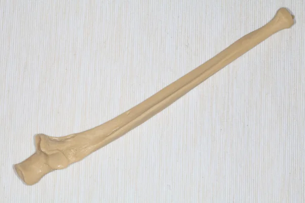 Kemik ulnar. — Stok fotoğraf