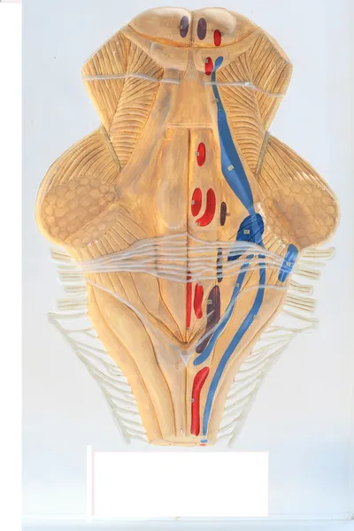 The projection of the nuclei of cranial nerves. — Stock Photo, Image