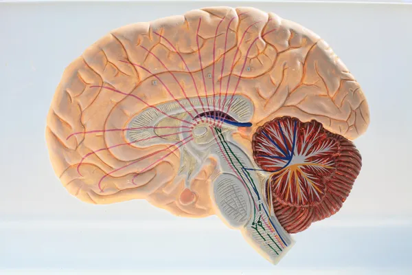 Vías ascendentes del cerebro . —  Fotos de Stock