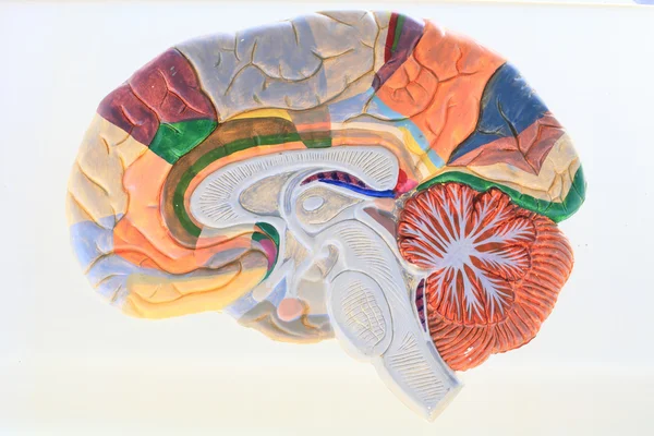 Cerebral hemisphere. — Stock Photo, Image