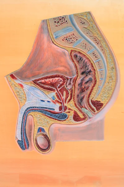 Sagittal incision male pelvis. Stock Photo